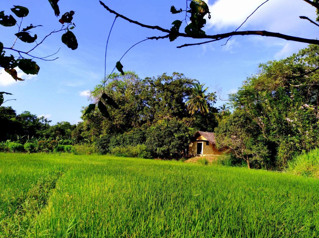 Villa Raintree Dambulla Exterior foto