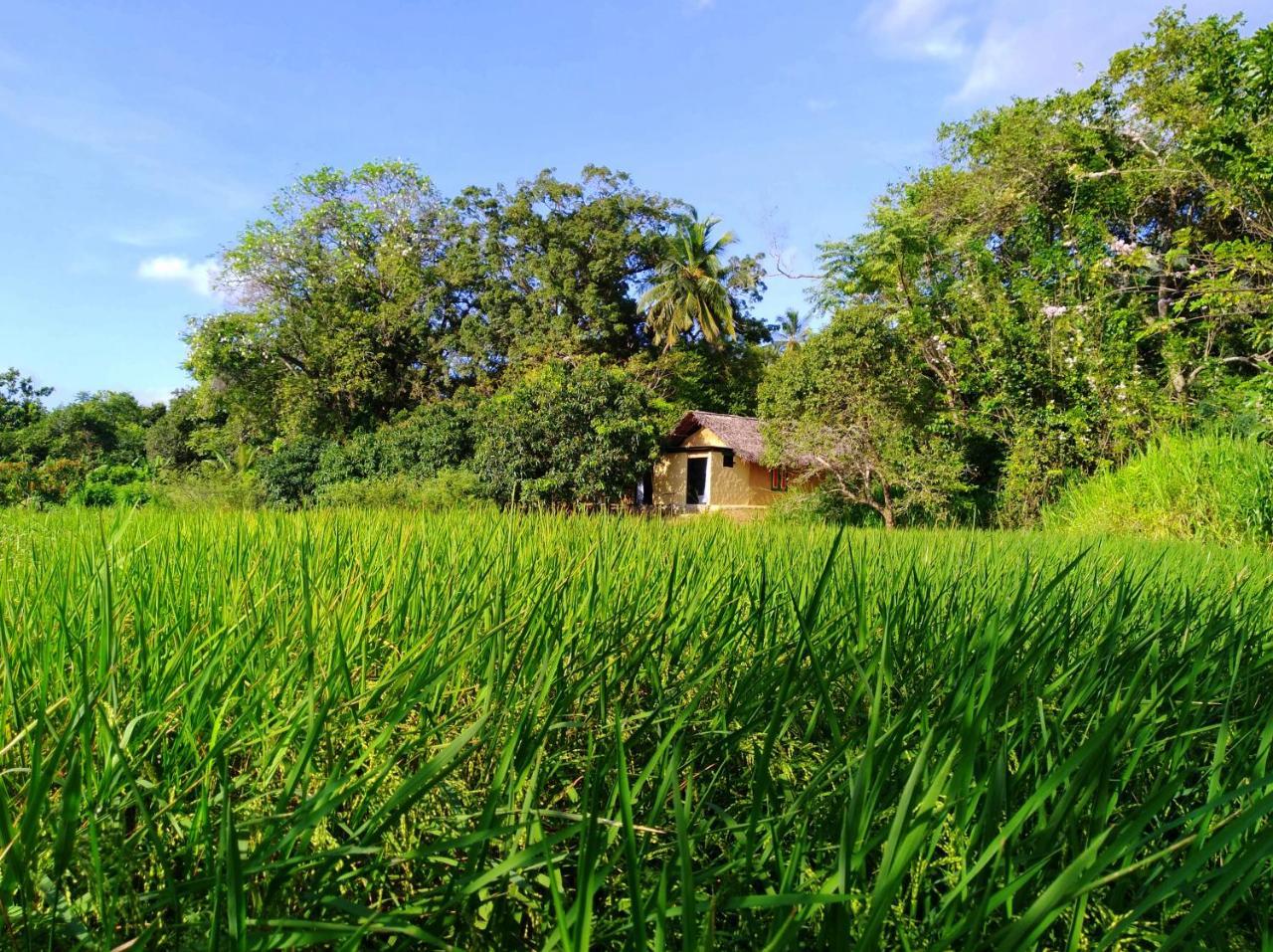 Villa Raintree Dambulla Exterior foto
